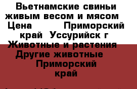 Вьетнамские свиньи живым весом и мясом › Цена ­ 200 - Приморский край, Уссурийск г. Животные и растения » Другие животные   . Приморский край